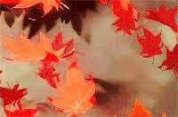 Falling leaves transparent gifs, reaction gifs, cat gifs, and so much more. Autumn Leaves Falling Gifs Get The Best Gif On Gifer