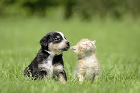 We specialize in purebred and designer puppies, both large and small. Raising A Kitten Puppy Together Animals Mom Com
