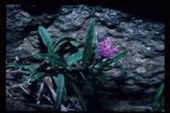 Image result for Gutenbergia rueppellii