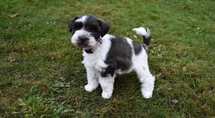 It is usually performed in puppies aged between 2 and 5 days. Tail Docking