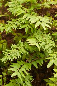 Image result for Lygodium microphyllum