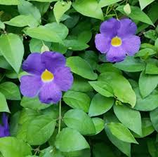 Image result for Thunbergia erecta