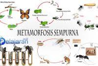 Metamorfosis sempurna telah menandai adanya kehidupan berkelanjutan untuk serangga. Metamorfosis Tidak Sempurna Ditandai Dengan Pelajaran Sekolah Online