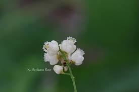 Image result for Khaya grandifoliola