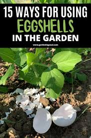15 Ways For Using Eggshells In The Garden In 2020 Egg Shells In Garden Plants Plant Growth