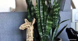Be sure to keep the leaves dry when watering and allow the soil to dry in between waterings. Sansevieria Black Coral Growing Black Coral Snake Plant