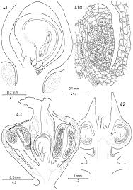 Image result for Lophiocarpus polystachyus