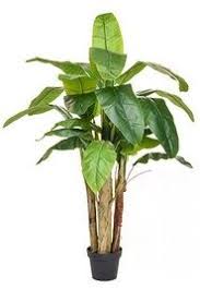 Crafted with quality and detail in mind these artificial banana palm trees will add a small amount of paradise to any room in your. Artificial Banana Tree Just Artificial