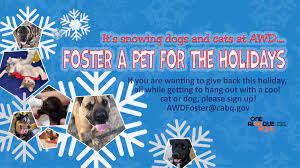 Bernalillo county only lost or adoptable animals under the care of albuquerque animal welfare department are searchable on this website. Albuquerque S Animal Welfare Shelter Full Emergency Fosters Needed Krqe News 13