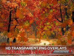 50 Transparent Png Maple Falling Leaves Overlays Autumn Leaf Etsy Digital Backdrops Digital Background Photoshop Overlays