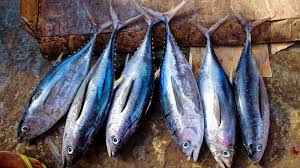 Maybe you would like to learn more about one of these? Apa Arti Mimpi Makan Ikan Bisa Jadi Pertanda Rezeki Hingga Kabar Buruk Ini Tafsirnya Tribun Manado