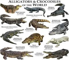 Alligators And Crocodiles Of The World To Poster Print