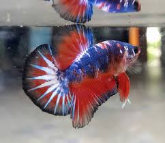 Ikan cupang termahal dan tercantik di dunia bettafish. 7 Jenis Ikan Cupang Hias Terbaik Untuk Dipelihara Bukareview