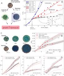 Incubate at 37 °c for 7 d. Quantitative Cell Based Model Predicts Mechanical Stress Response Of Growing Tumor Spheroids Over Various Growth Conditions And Cell Lines