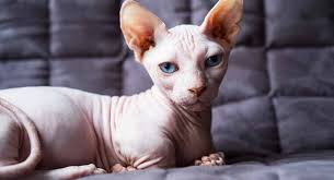 How much does a hairless cat cost? Bambino Cat The Hairless Dwarf Munchkin Sphynx Cat Mix Breed