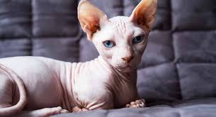 She loves cuddles and be near humans. Bambino Cat The Hairless Dwarf Munchkin Sphynx Cat Mix Breed