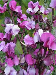 Image result for Dolichos