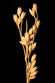 Image result for Panicum adenophorum