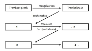 Blastula adalah bentukan lanjutan dari morula yang terus mengalami pembelahan. Jelaskan Skema Proses Pembekuan Darah Berikut Ini Secara Berurutan Blog Pak Pandani