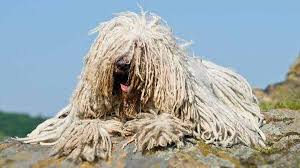 The hallmark coat is double, consisting of a dense wooly undercoat and a coarser outer coat that is wavy or curly. Komondor Price Temperament Life Span