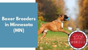I was very nervous sending him from pennsylvania to. 6 Boxer Breeders In Minnesota Mn Boxer Puppies For Sale Animalfate