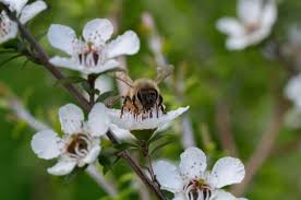 They appear before the last snows thaw. Honey Wars What S Killing New Zealand S Manuka Bees South China Morning Post