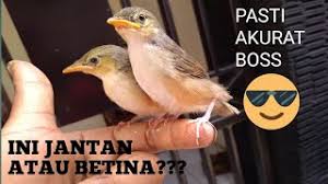 * ciblek kebun dada putih ( kristasl ). Cara Membedakan Prenjak Gunung Anakan Jantan Dan Betina Youtube