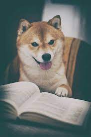 satira i yumor おしゃれまとめの人気アイデア pinterest peggy lh 可愛すぎる動物 柴犬 可愛い 柴犬