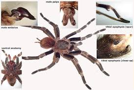 Where do i keep my tarantula? Giantspiders Com Breeding