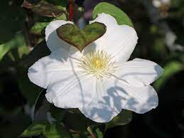 De grote bloemen zijn zuiverwit met gele meeldraden en deze clematis wordt 3,5m hoog. Clematis Madame Le Coultre Clematis Madame Le Coultre Baumschule Horstmann