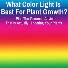 Check spelling or type a new query. What Color Light Do Plants Grow Best In Grow Light Info