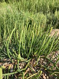 Image result for Sarcocornia perennis