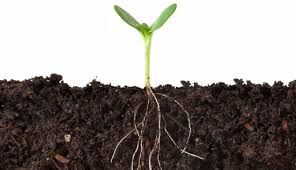 How Do Roots Pull Nutrition Out Of The Soil Hobby Farms Check out our plant with roots selection for the very best in unique or custom, handmade pieces from our shops. hobby farms