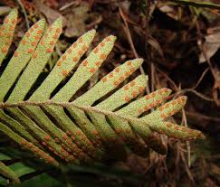 Image result for Pleopeltis  × simiana