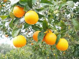 This workshop was facilitated by dr. Orange Fruit Orange Tree Citrus Fruit Tree Evergreen Citrus Diamond Green Rutaceae Citrus Tree Sweet Orange Pikist