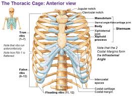 The ribs are attached to the breastbone, which is the. Thoracic Cage Ribs Fontanelles