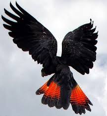 Black Bird With Red Spots On Neck Black Cockatoo Australian Birds Beautiful Birds Birds Butterflies