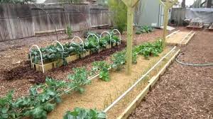 I know to fertilize my azaleas once a month for about three months after they finish. The Mittleider Gardening Method Answers To All Of Your Questions