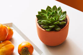 Succulents that are just 2.8 or 3.1 inches (7 or 8 centimeters) tall or wide are generally indoor plants, while larger are typically grown in the garden. Plants 101 Succulent Care Plant Care Articles How Tos The Sill