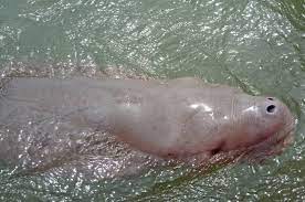 The dugong is a large, grey brown bulbous animal with a flattened fluked tail, like that of a whale, no dorsal fin, paddle like flippers and distinctive head shape. Baby Dugong Yamil Dies Thai Pbs World The Latest Thai News In English News Headlines World News And News Broadcasts In Both Thai And English We Bring Thailand To The World