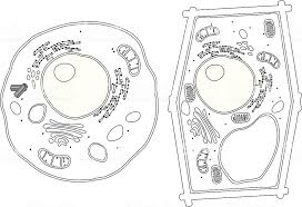 Animal and plant cell photosynthesis cellular respiration osmosis mitosis bibliography powered by create your own unique website with customizable templates. Biology Venn Diagram Info ð˜—ð˜³ð˜°ð˜¬ð˜¢ð˜³ð˜ºð˜°ð˜µð˜¦ð˜´ ð˜·ð˜´ ð˜Œð˜¶ð˜¬ð˜¢ð˜³ð˜ºð˜°ð˜µð˜¦ð˜´ And ð˜—ð˜­ð˜¢ð˜¯ð˜µ ð˜·ð˜´ ð˜ˆð˜¯ð˜ªð˜®ð˜¢ð˜­ ð˜Šð˜¦ð˜­ð˜­ð˜´ Diagram Quizlet