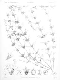 Image result for Nesogenes madagascariensis