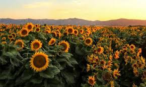 OFFICE OF RESEARCH RESEARCH HIGHLIGHTS OR NEWS HR UPDATES IT TIPS EVENTS  AWARDS & PROPOSALS SPOTLIGHT ON FUN IN THE SUN