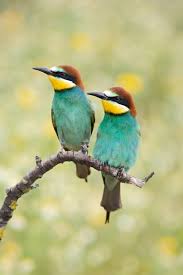 No matter how simple the math problem is, just seeing numbers and equations could send many people running for the hills. Ultimate Bird Quiz Questions And Answers 2021 Quiz