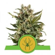 Coolblue also delivers on sunday and in the evening! Autoflower Cannabis Seeds Royal Queen Seeds