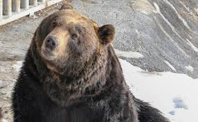 日本もクマをはじめ野生動物への対応を理科教育に組み込むべきだ | アゴラ 言論プラットフォーム