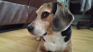 Our pets provide us with emotional responses that are uninhibited by concern for how their expression appears to others. Off Topic My Dog Just Died Forum Path Of Exile