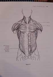 Solved 114 Anatomy Physiology Coloring Workbook 17 Chegg Com