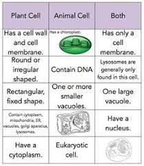 We did not find results for: Plant And Animal Cell Sort Plant And Animal Cells Science Cells Animal Cell