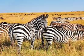 Sansibar ist mit seinen nachbarinseln ein sultanat, das innerhalb von tansania über einen autonomen status verfügt. Tansania Und Sansibar Rundreise Und Erholung Kleinert Reiseagentur